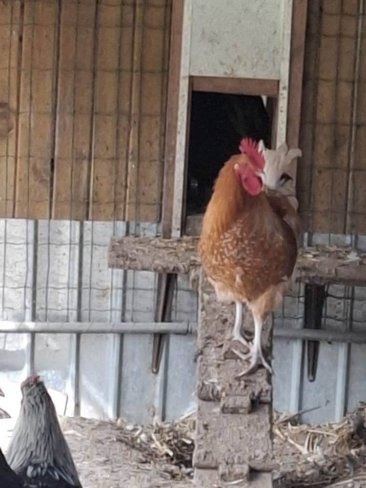 prodám kohouty - 10