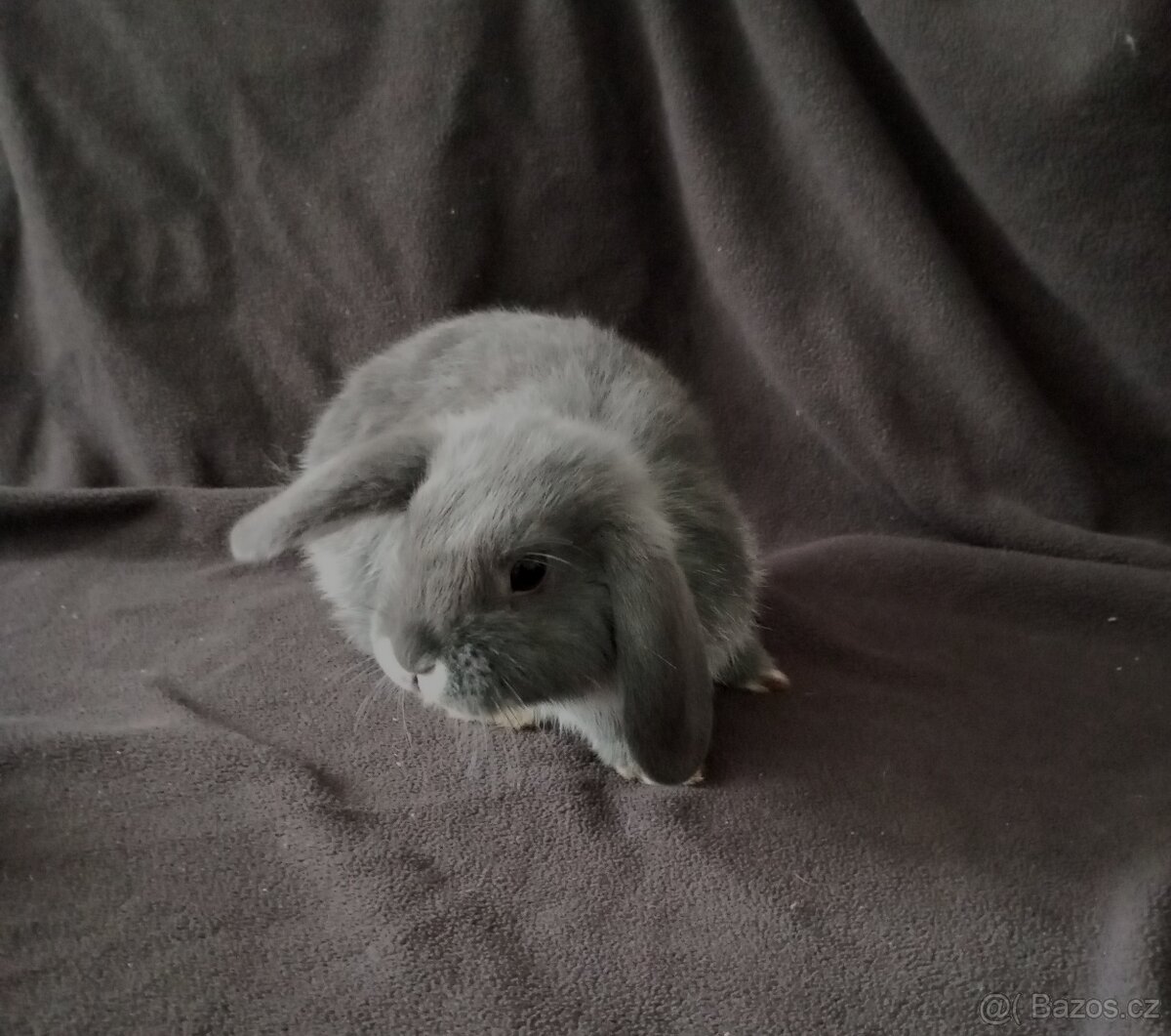 Zakrslý beránek králíček - 10