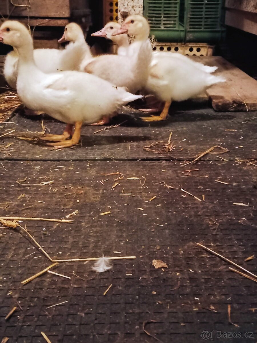 Stájové rohože, do boxů pro koně - sleva 7% - 10