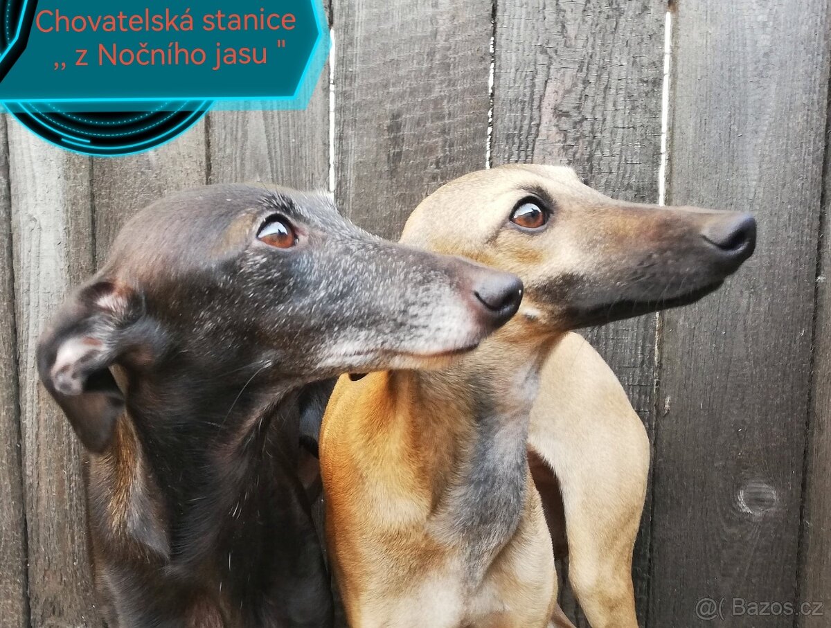 Italský chrtík s PP FCI - 10