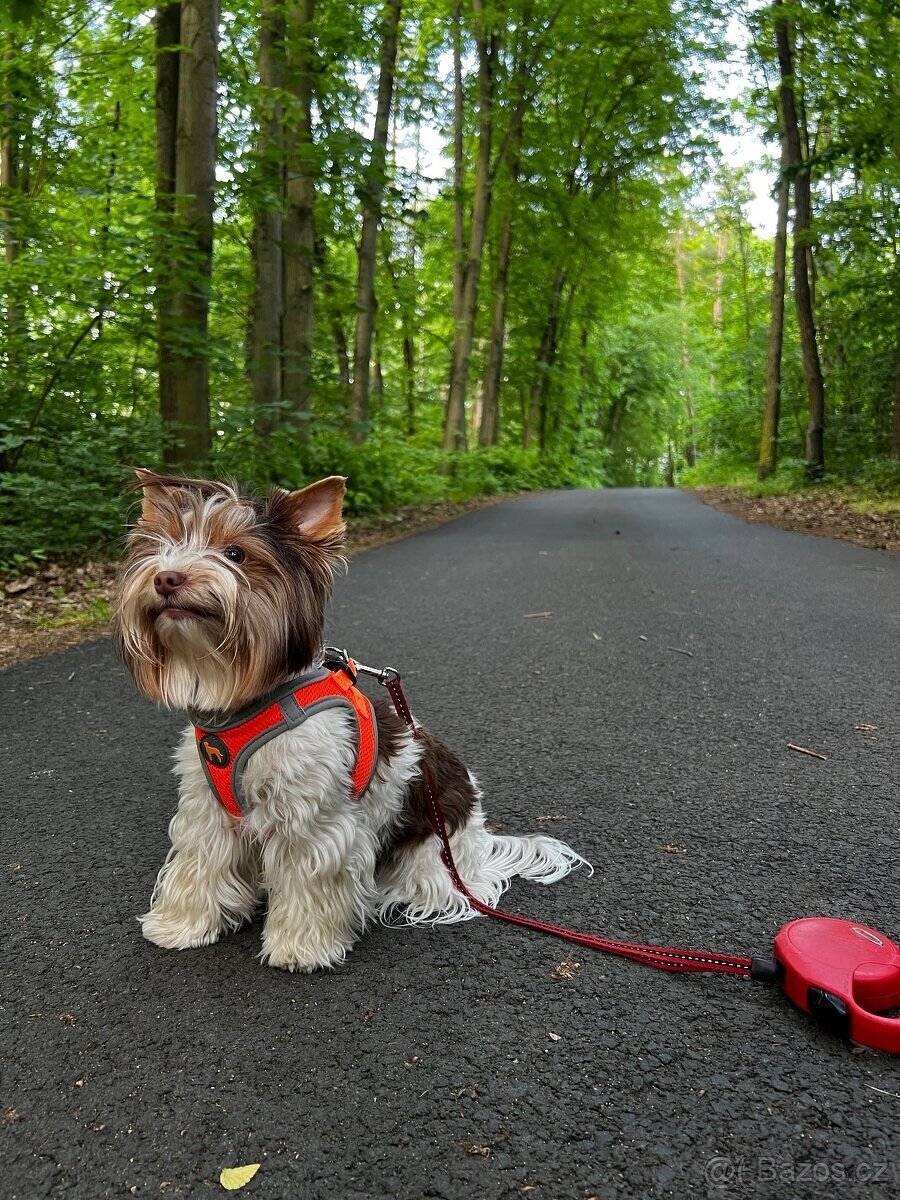 Jorkšírsky teriér s PP Fenka a Pejsek - 10