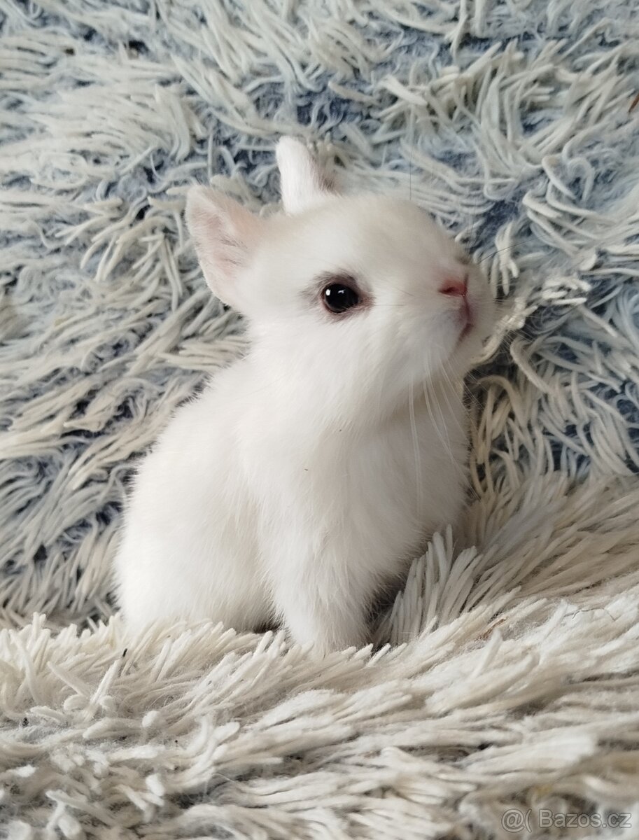 Zakrslý králík - 10