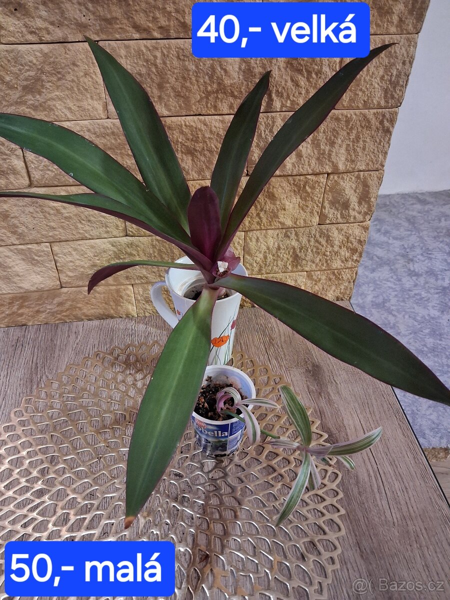 Pokojové rostliny 1 - 10