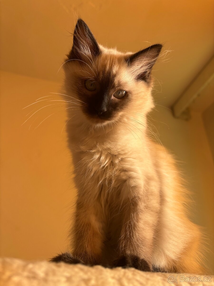 Koťátka Ragdoll - 10