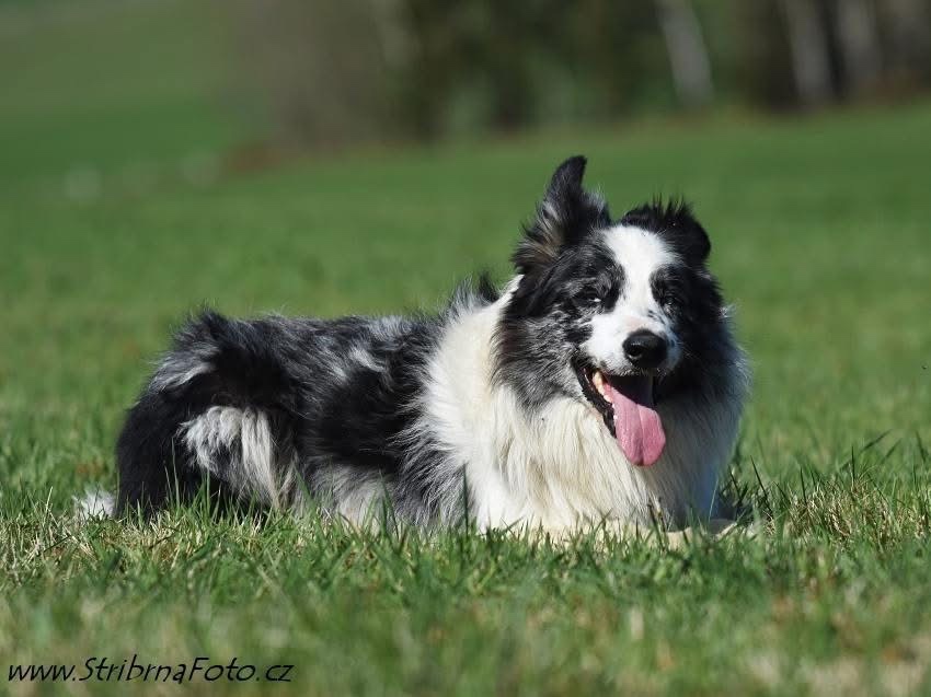 Hledáme ženicha - border kolie - 10
