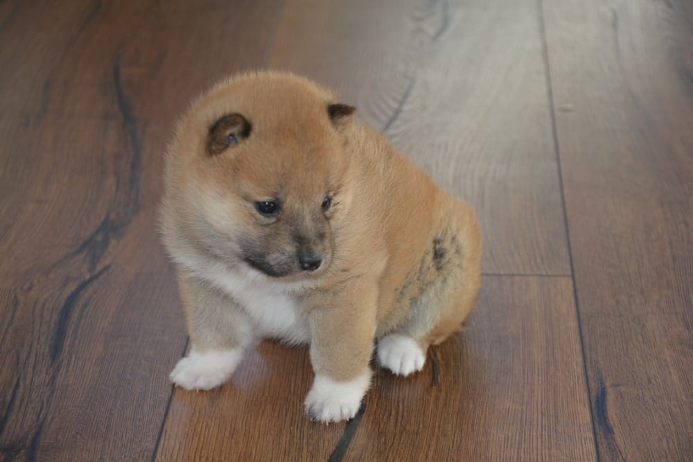 Shiba inu s pp - 10