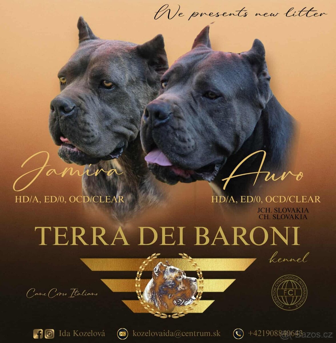 Cane Corso s PP - 10