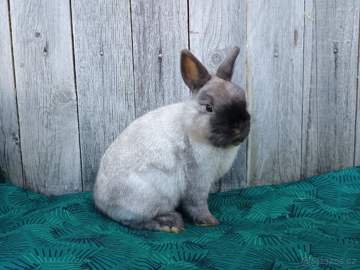 Zakrslý siamský žlutý samečci s PP - 10