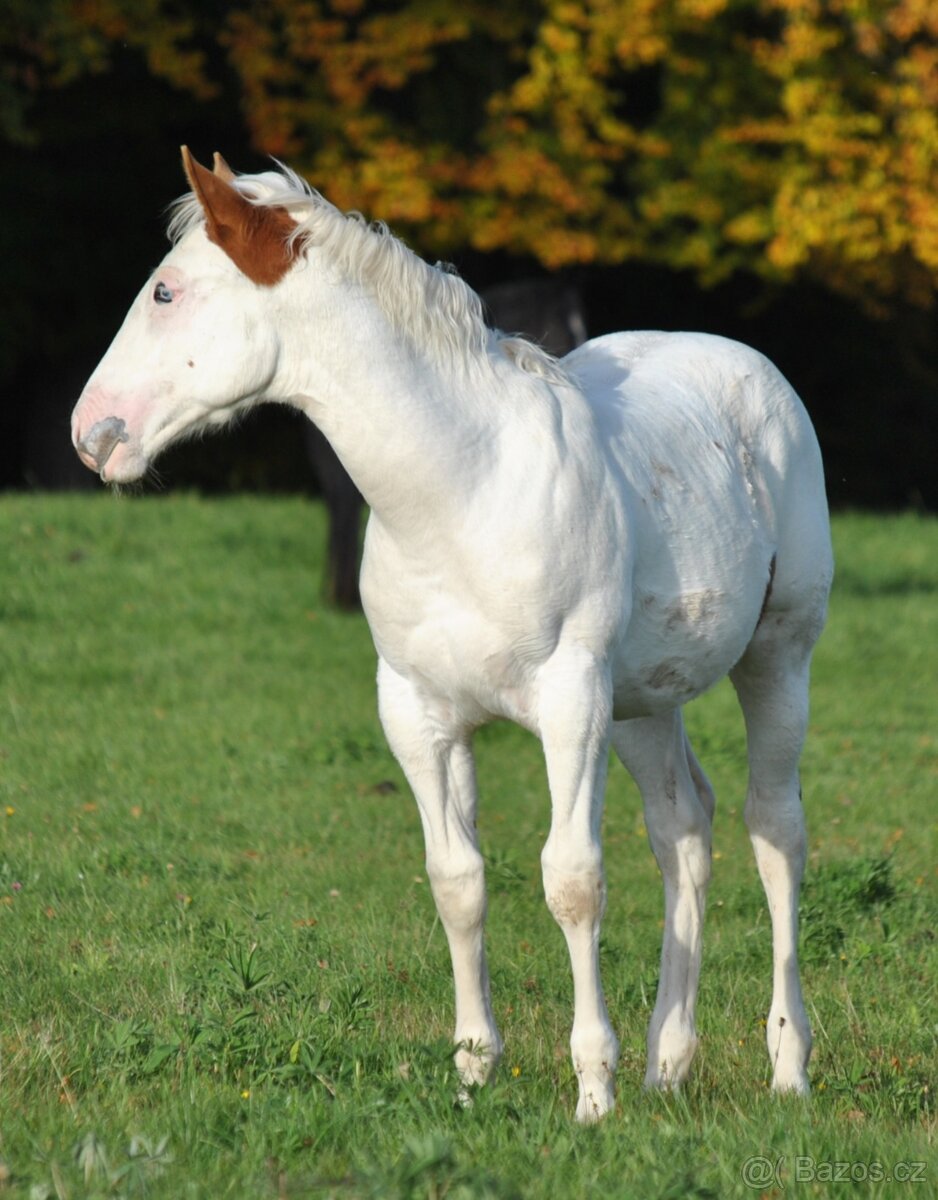 Hřebeček APH 2025 - 10
