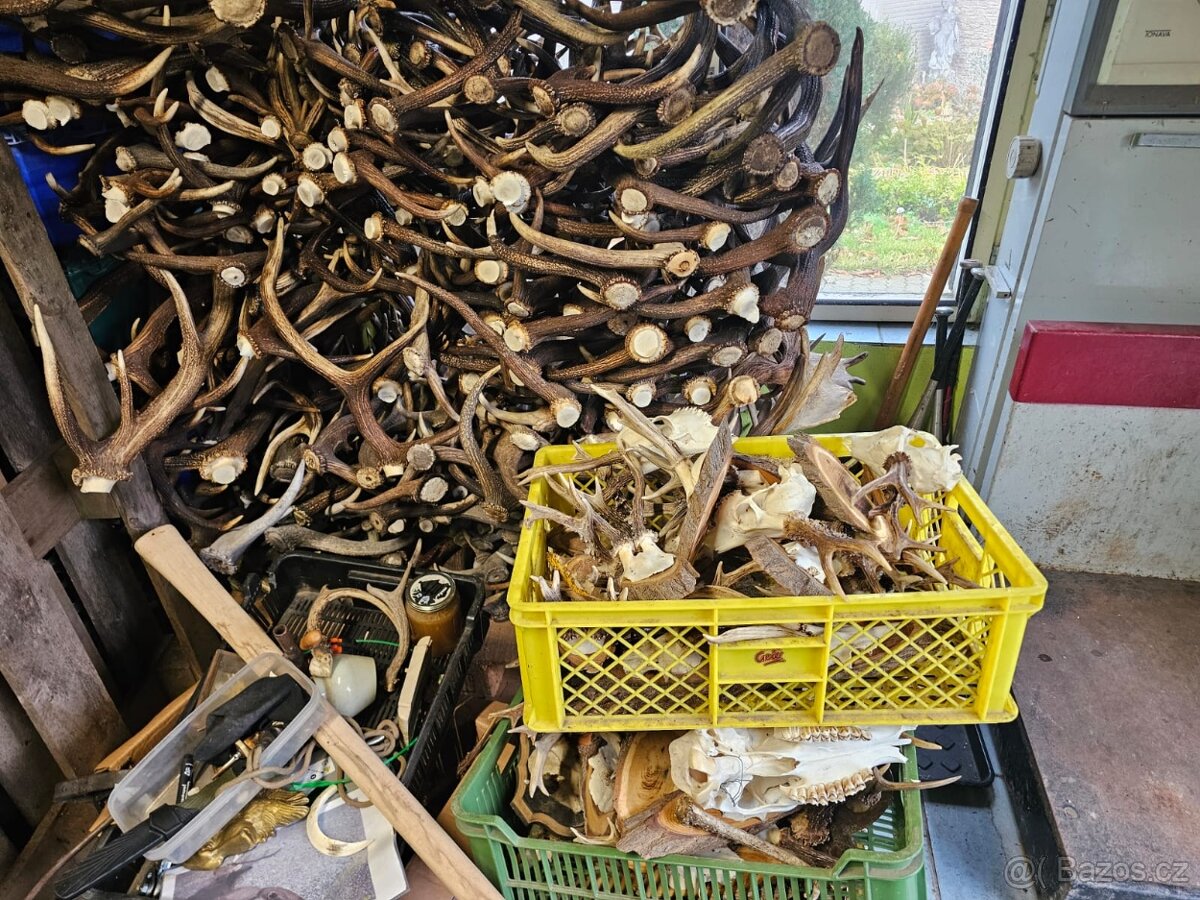 Paroží,trofeje,shozy,obrazy - 10