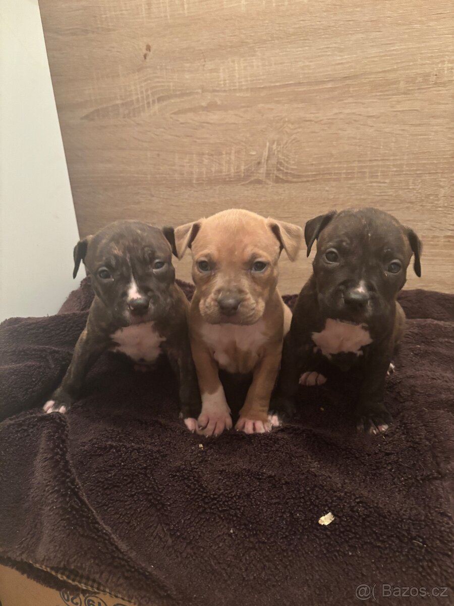 Americký stafordsirsky terier, Stafford, amstaf - 10