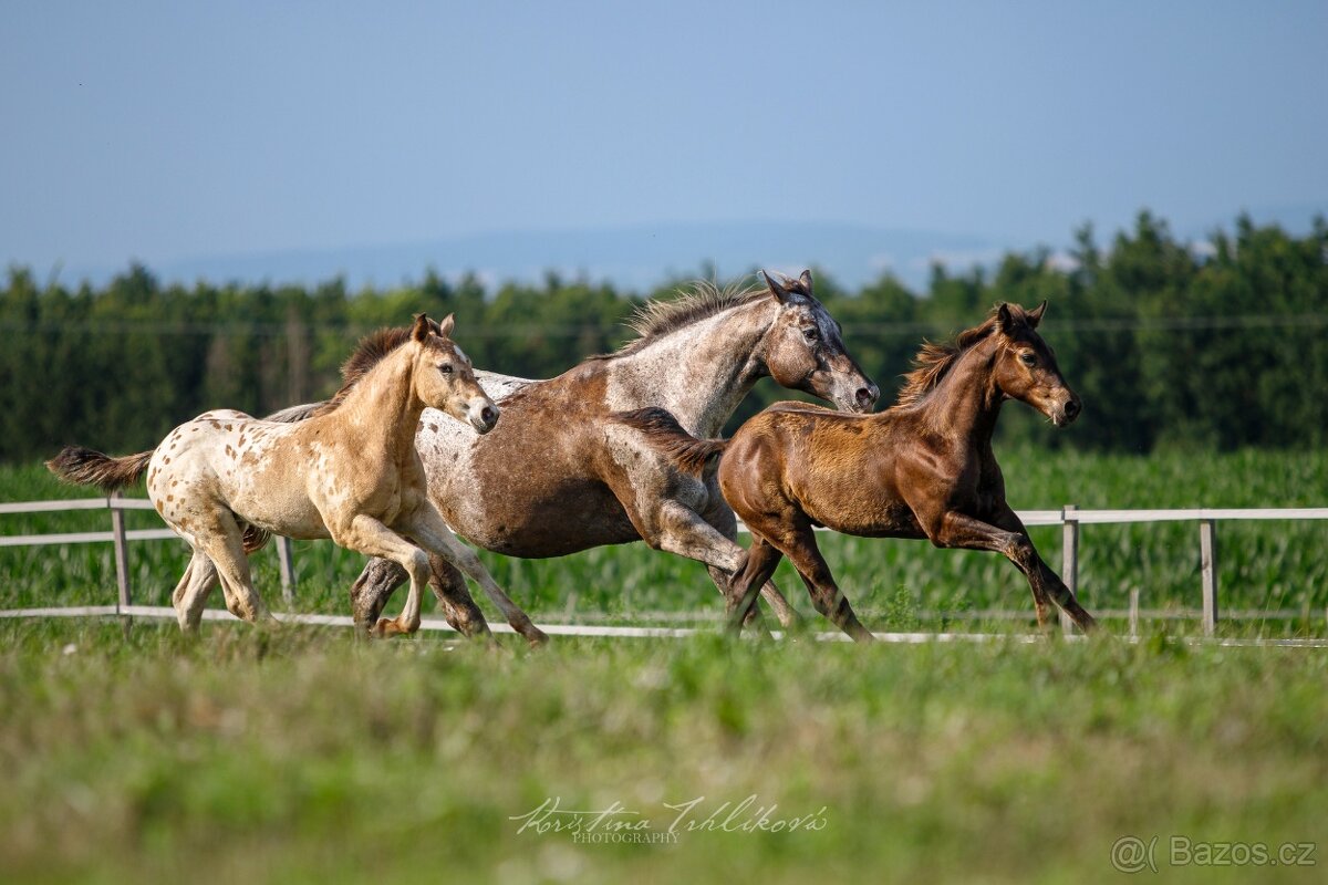 Appaloosa hřebec - připouštění - 10