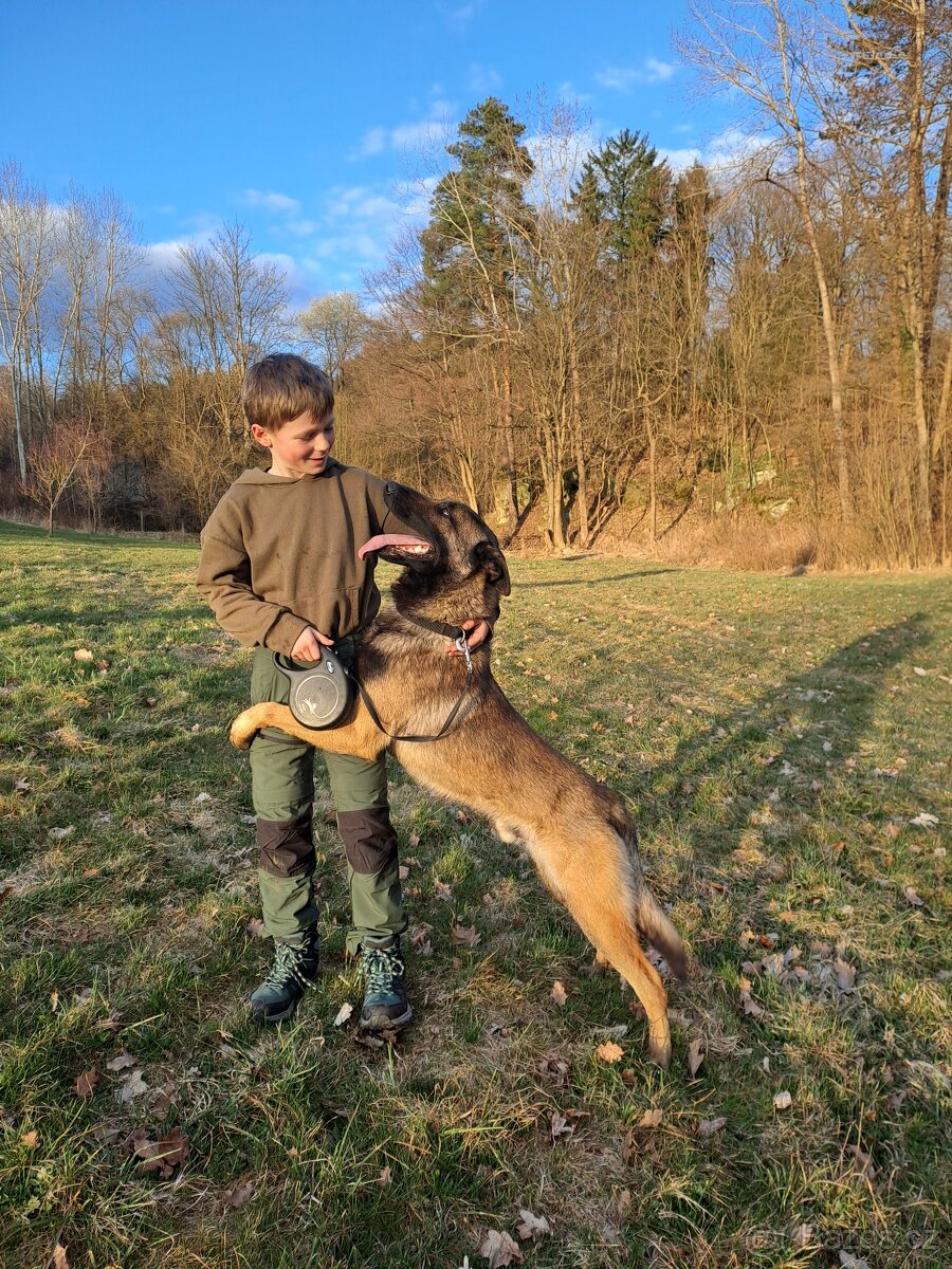 Belgický ovčák Malinois – hlídač, srdcem mazel - 10