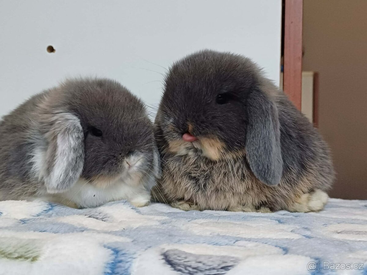 Minilop Samička Blue Otter - 10