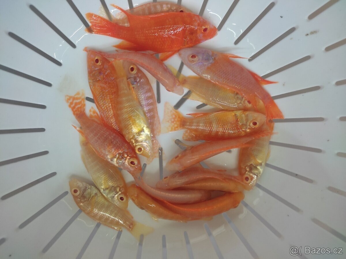 TLAMOVCI TANGANIKA MALAWI - 10