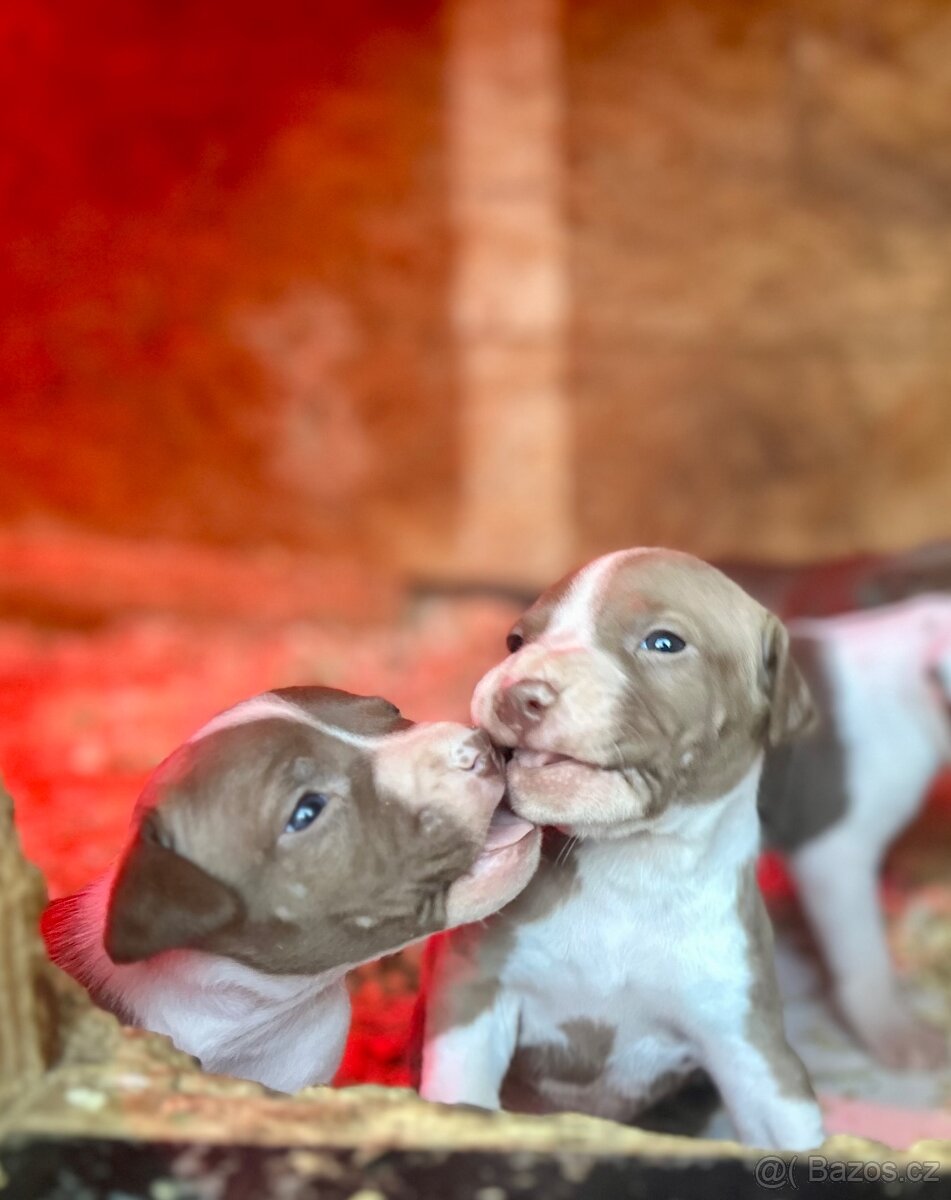 Americký pitbull teriér s PP - 10