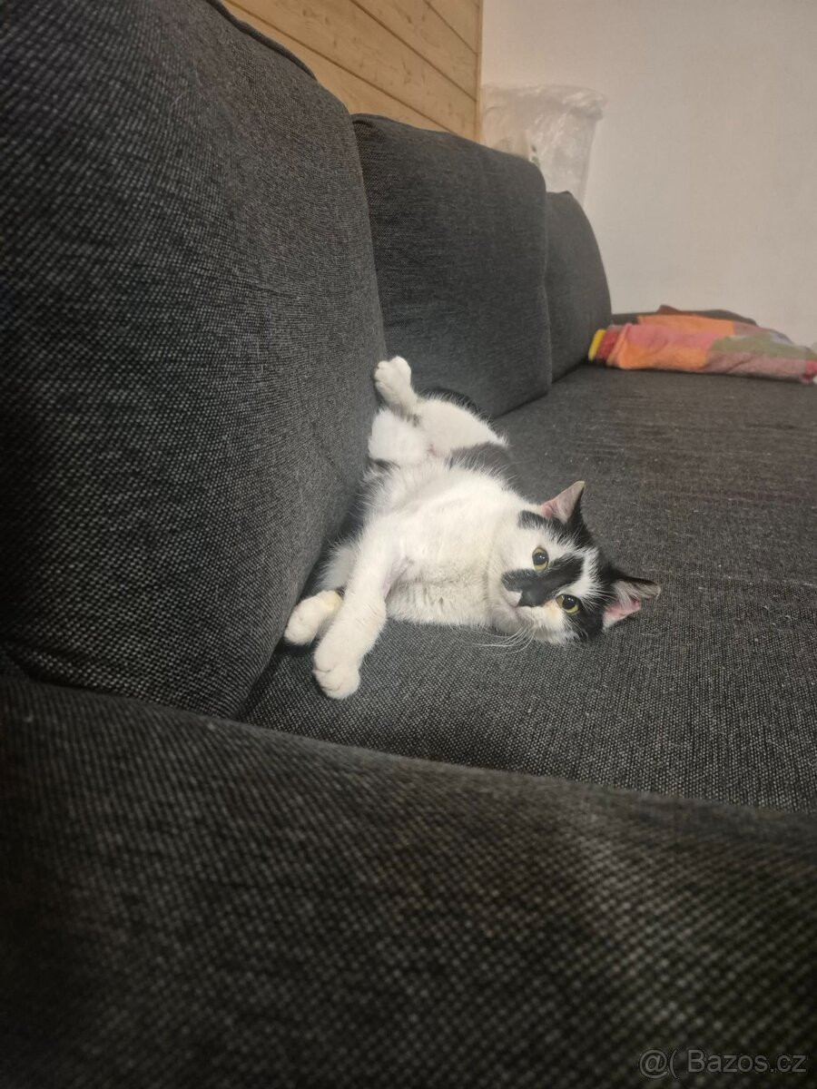 Kočička Gizy - 10
