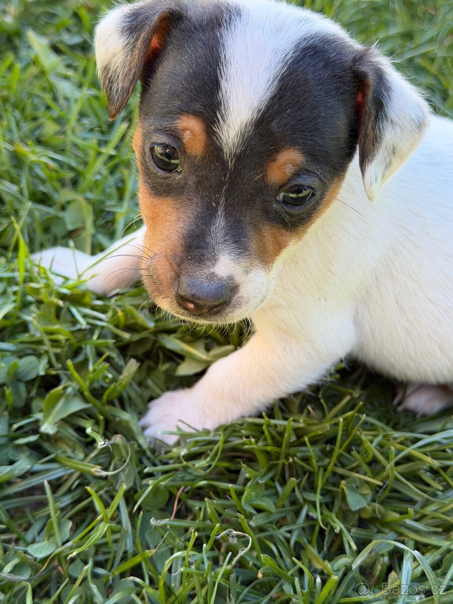 Jack Russell teriér - 10