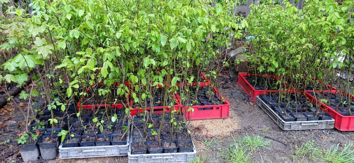 Habr na živé ploty. - 10