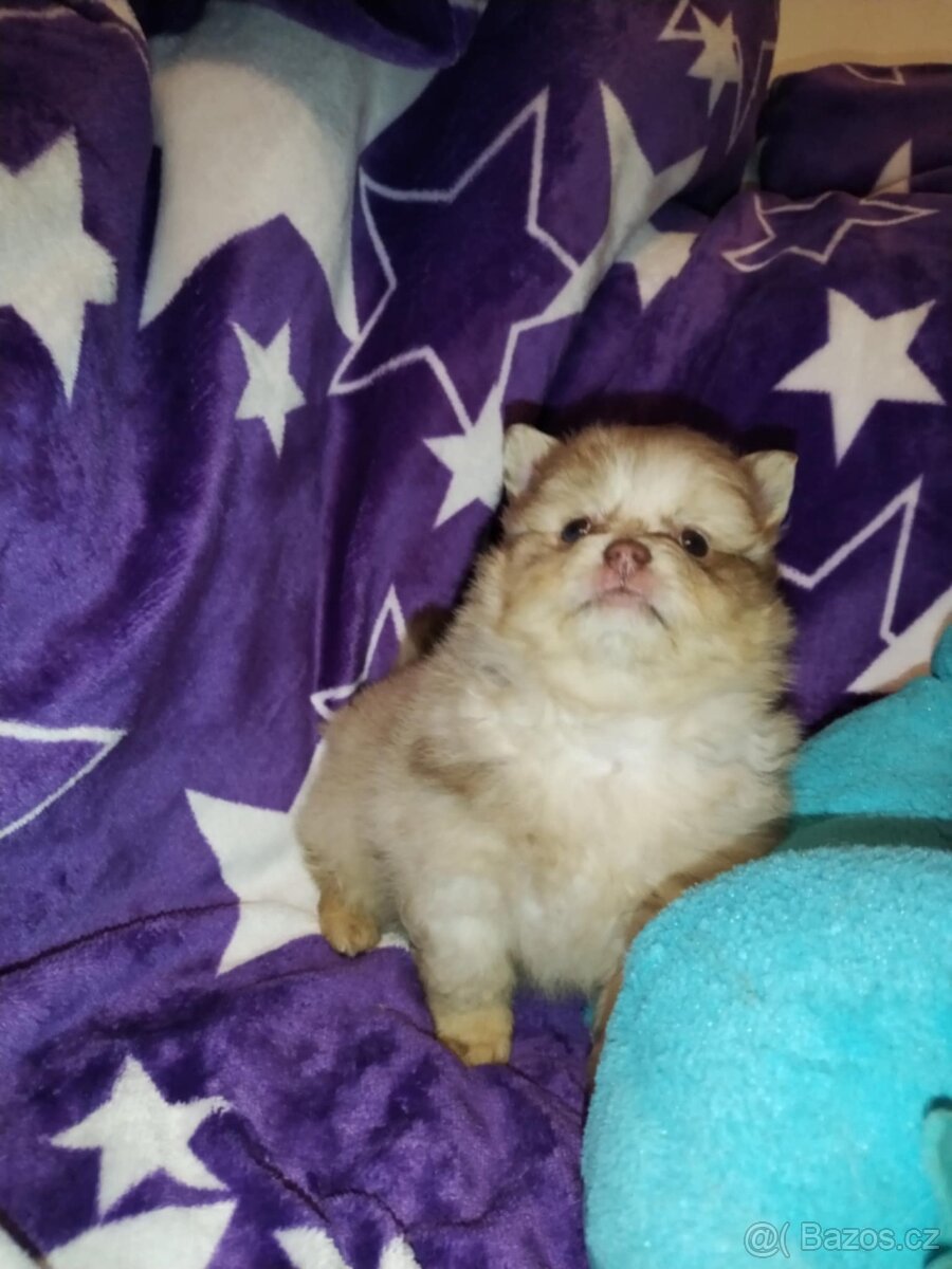 Pomeranian- německý špic - 10