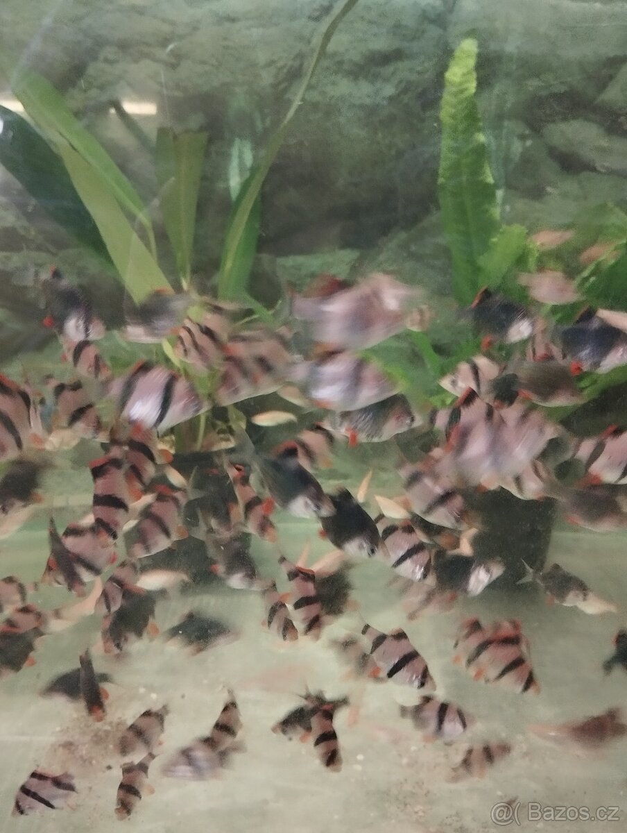 prodej novinek ze dvora - 10