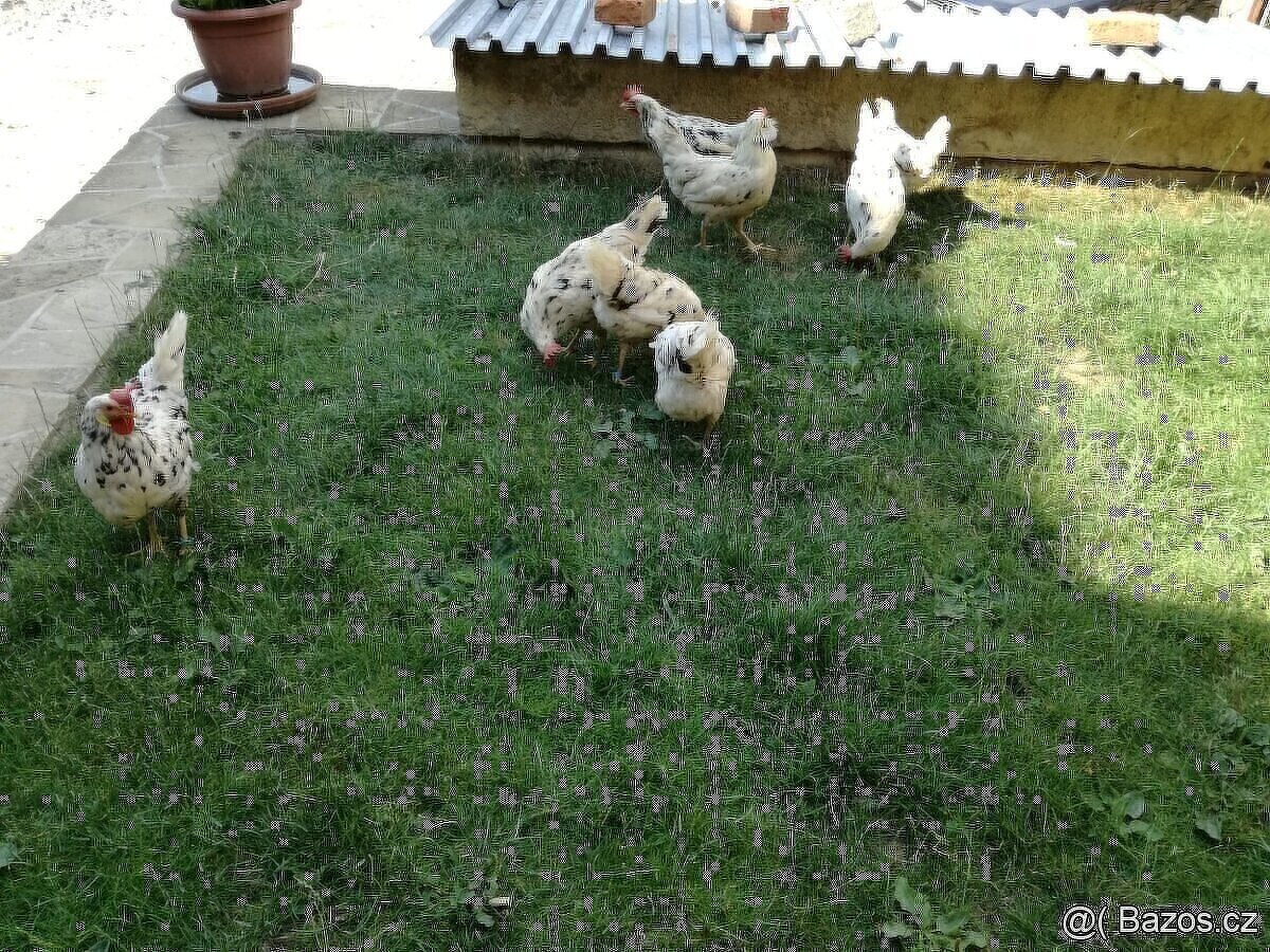 VLASKA EXCHEQUER loňští kohoutci - 10