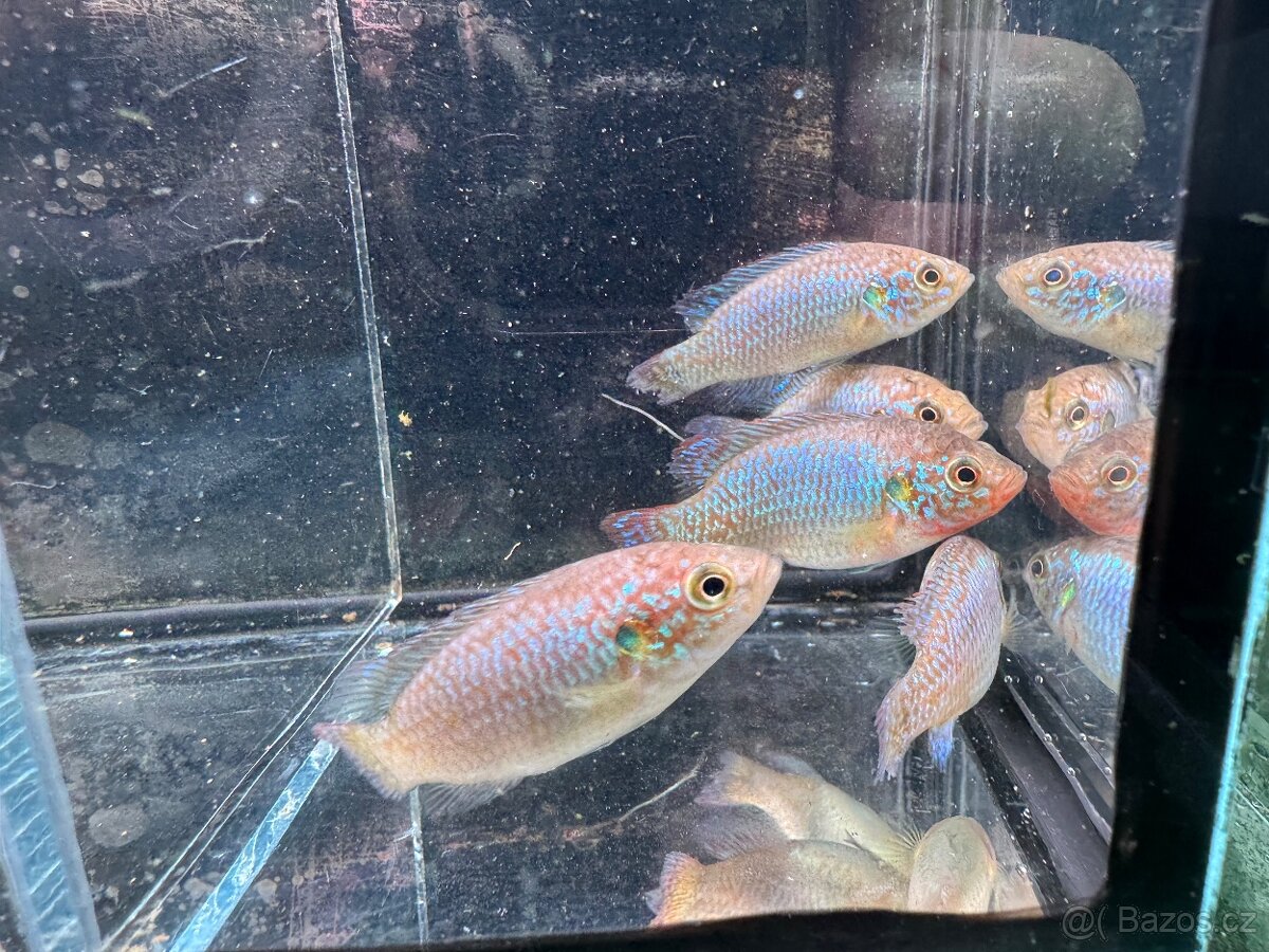 Akvarijní rybky - 10