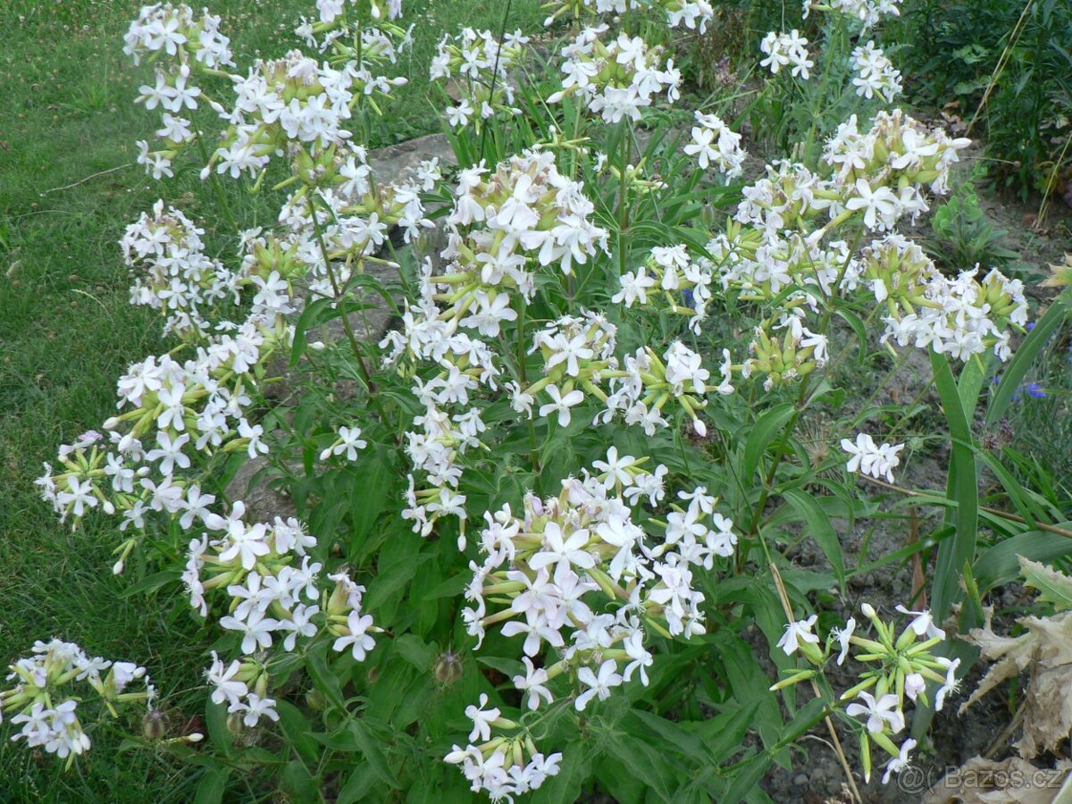 TRVALKY, SKALNIČKY, BYLINKY - 10