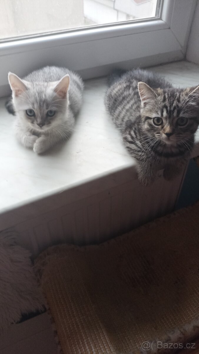 Britská koťátka s PP - 10