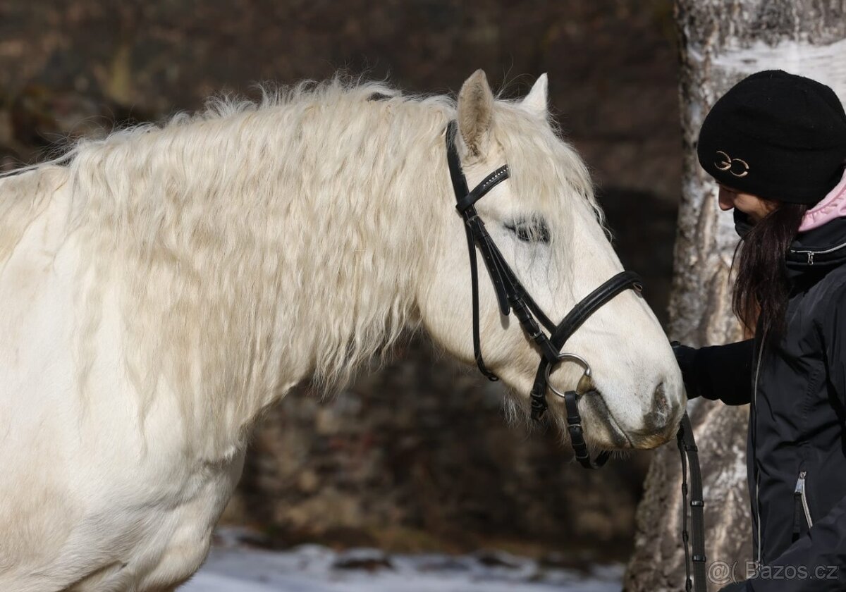 Pony valach na prodej - 10