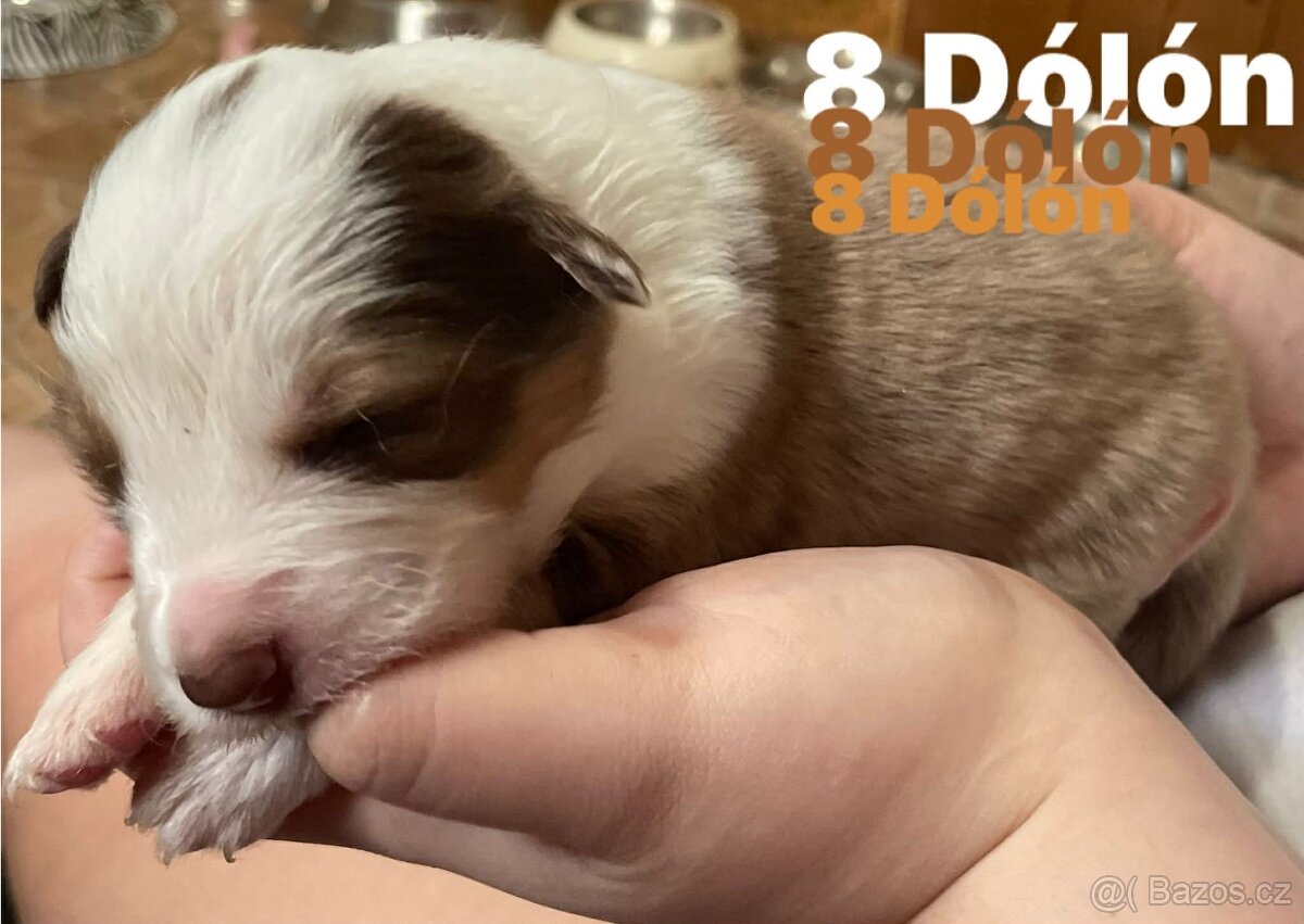 Border kolie s pp - 10