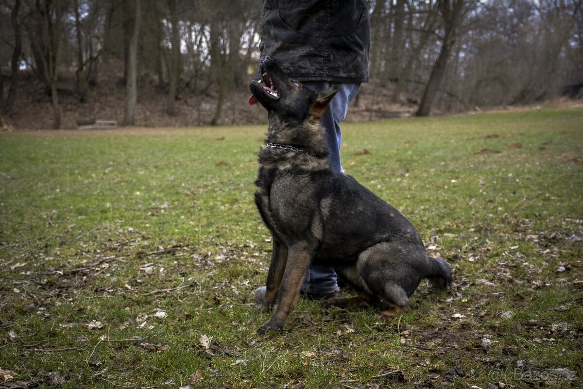 Německý ovčák sytě vlkošedý k odběru s PP - 10