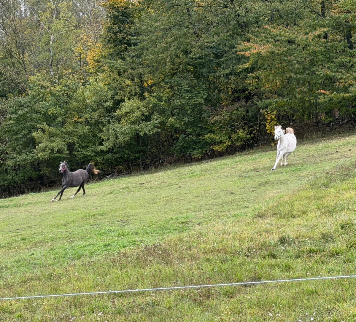 Nabízíme k prodeji arabské plnokrevníky - 10