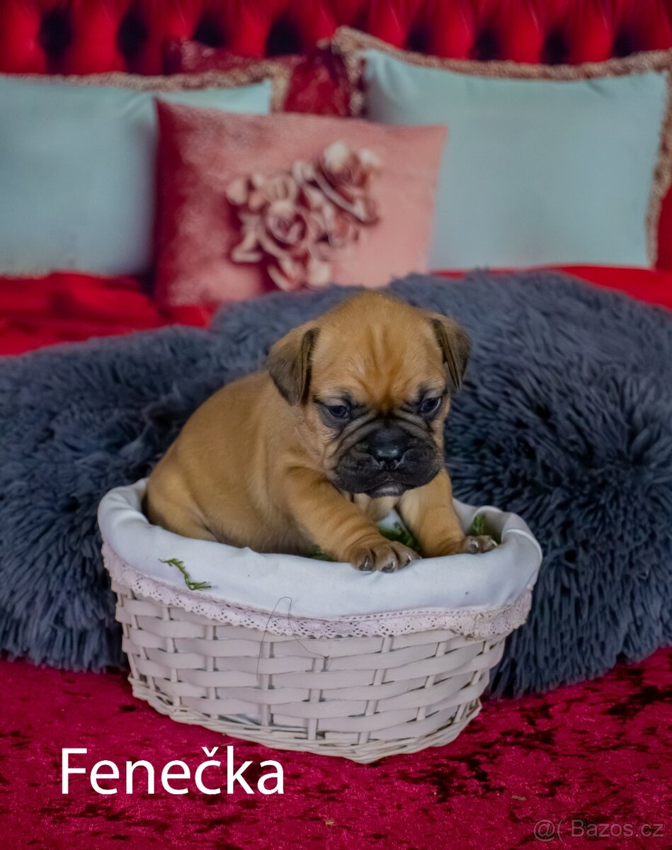 Štěňata francouzak + bordeaxska doga - 10