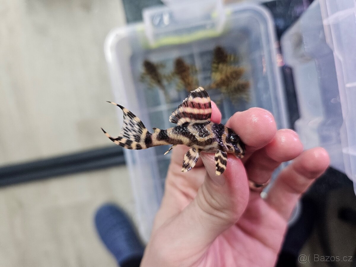 L 333 Gold line AAA - odchov - 10