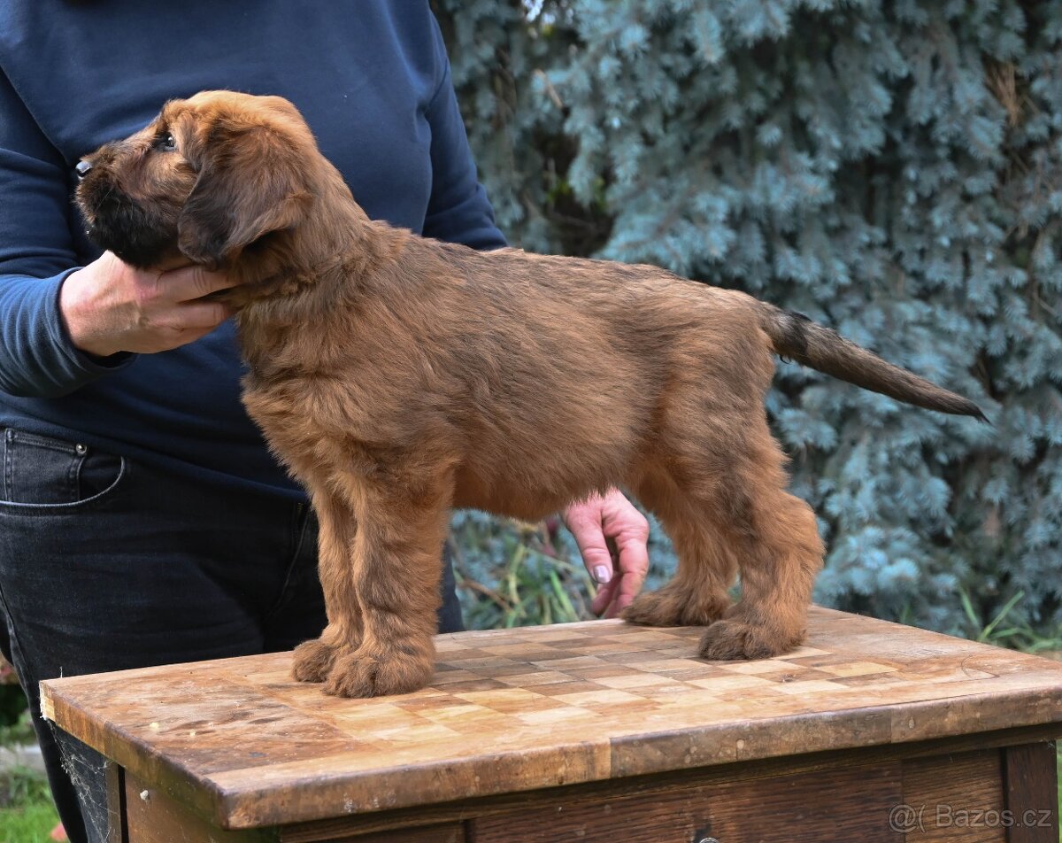 Briard plavý- štěňata, fenky - 10