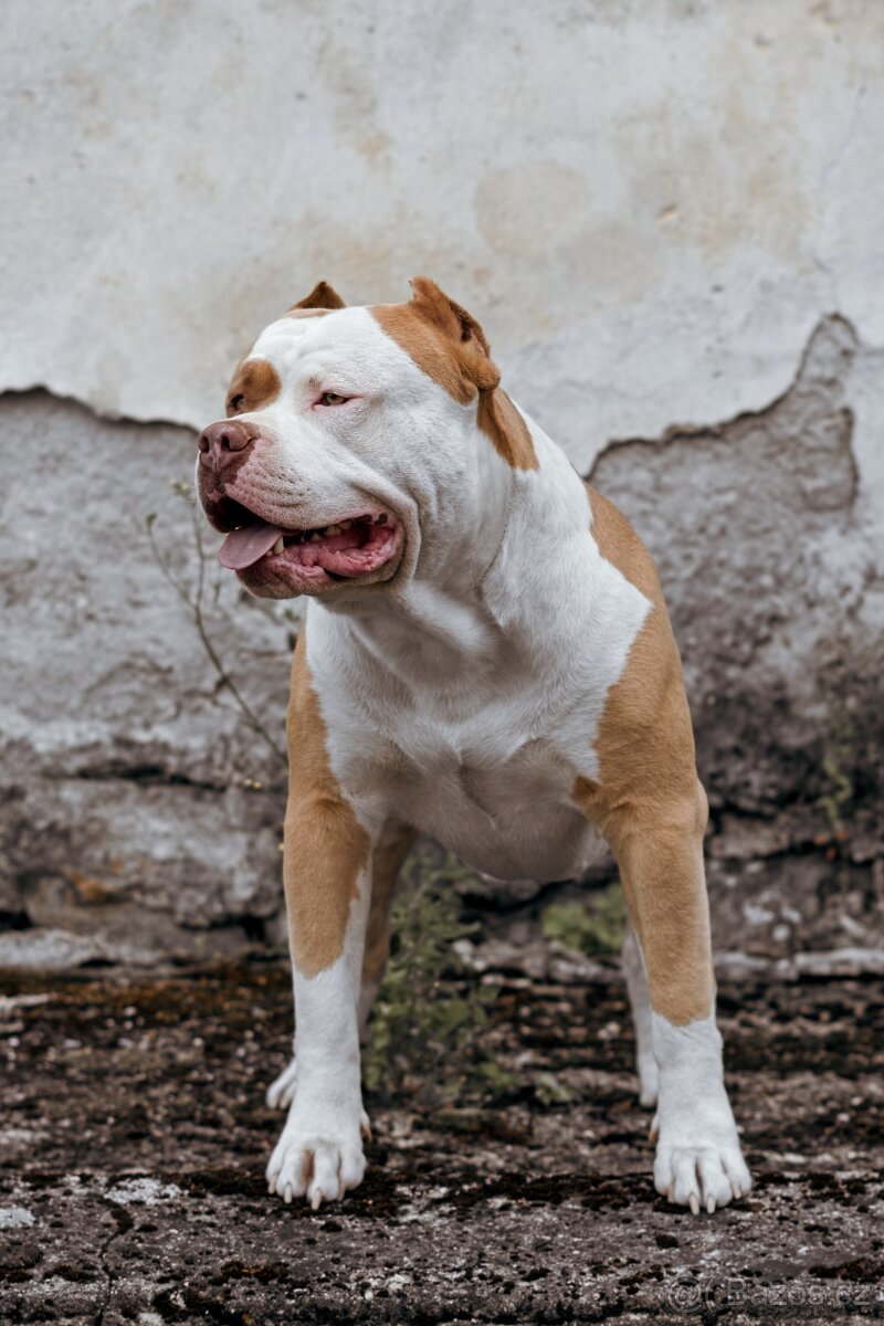 American bully xl - 10