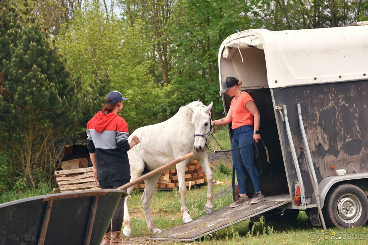 Výcvik koní - 10