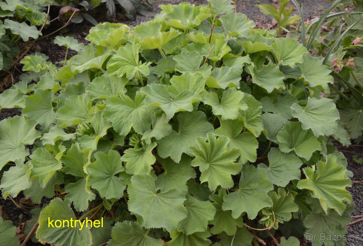 Trvalky, okrasné rostliny - 10