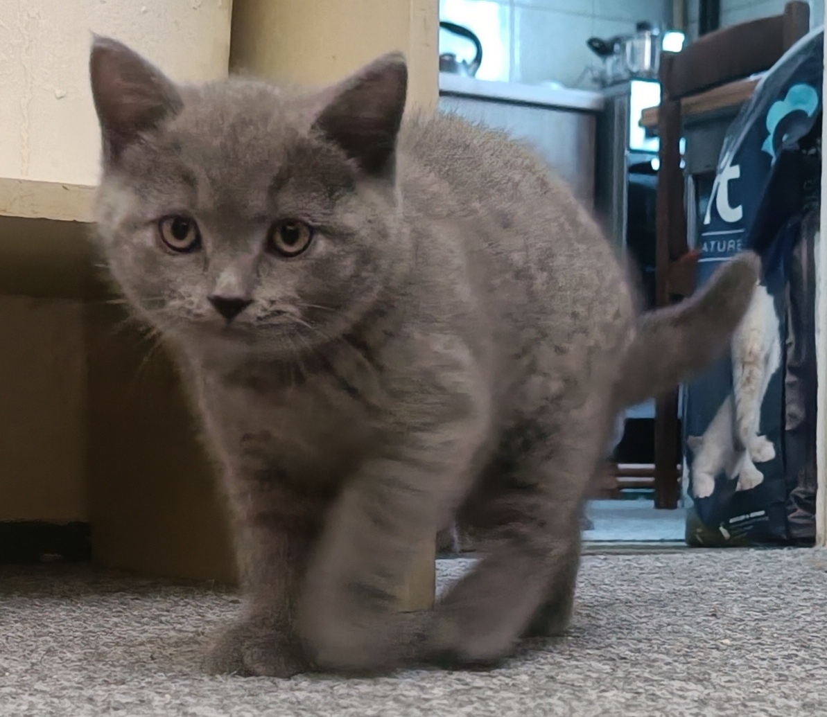 Britská koťata - 10