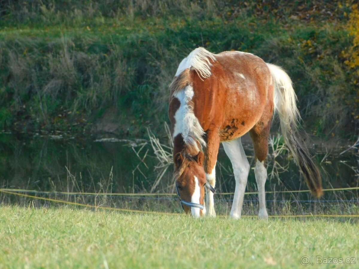dvouletý pony - 10