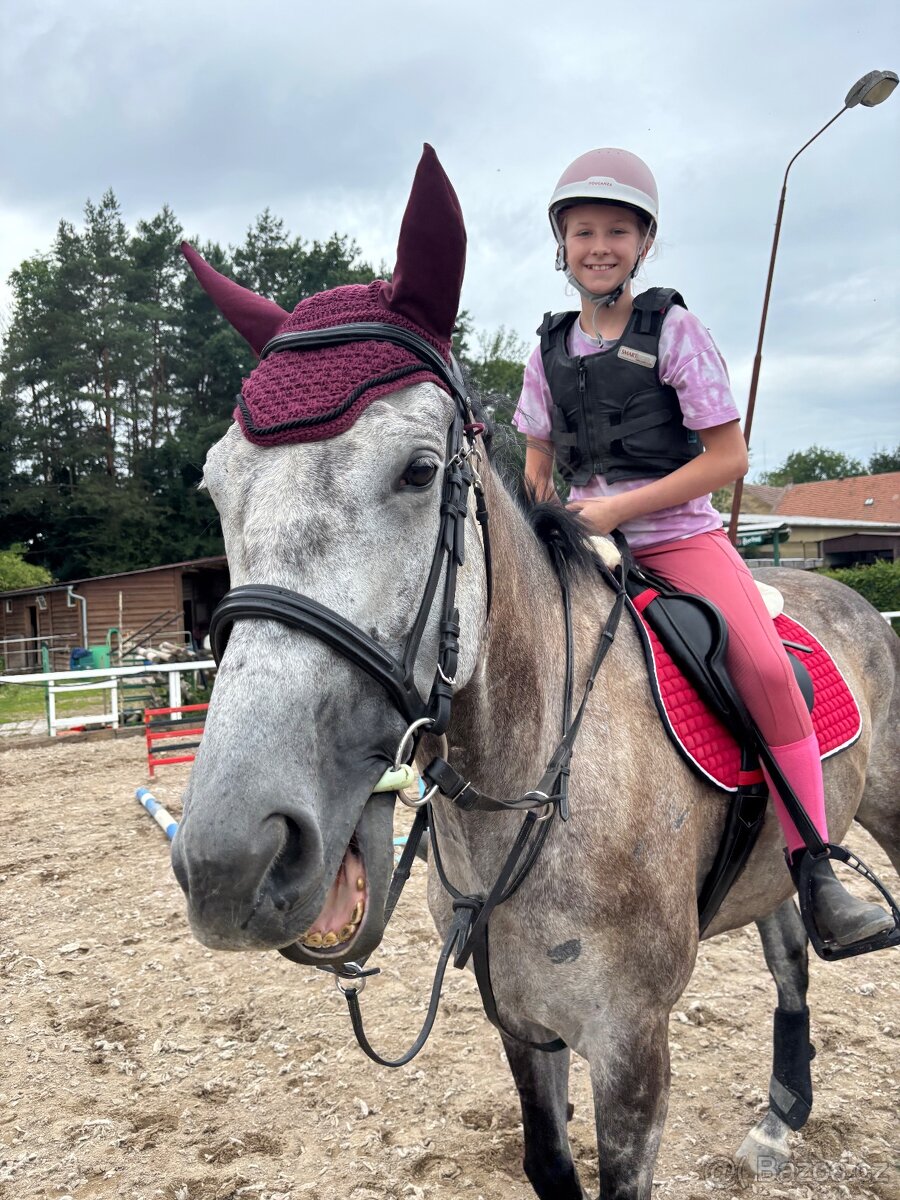 Prodám A1/1 valacha - 10