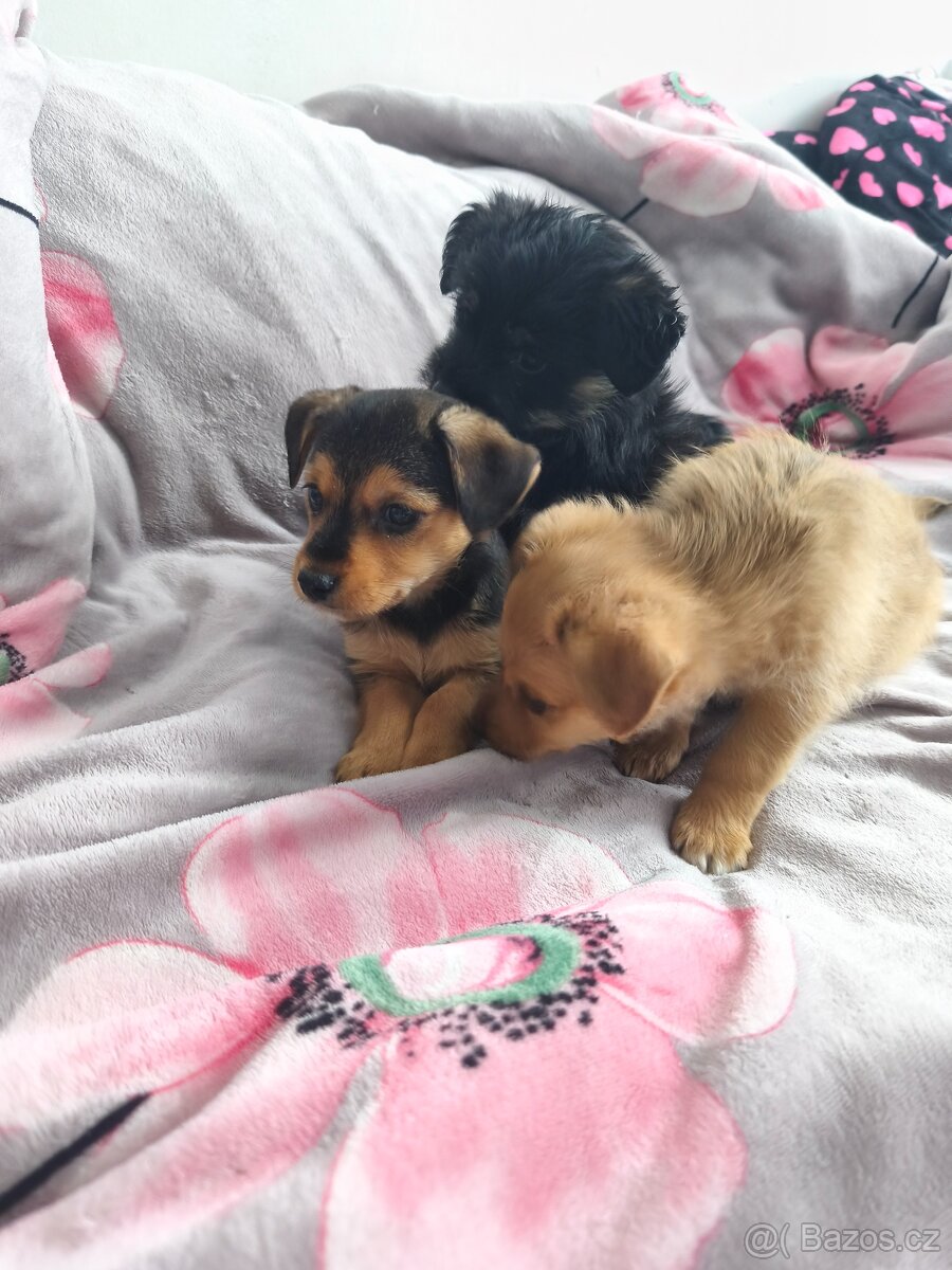 Jorkšírský teriér x pinč - 10