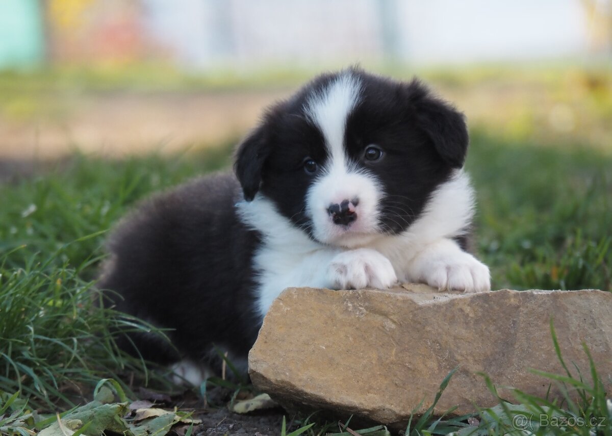 Border kolie s PP - kluk - 10