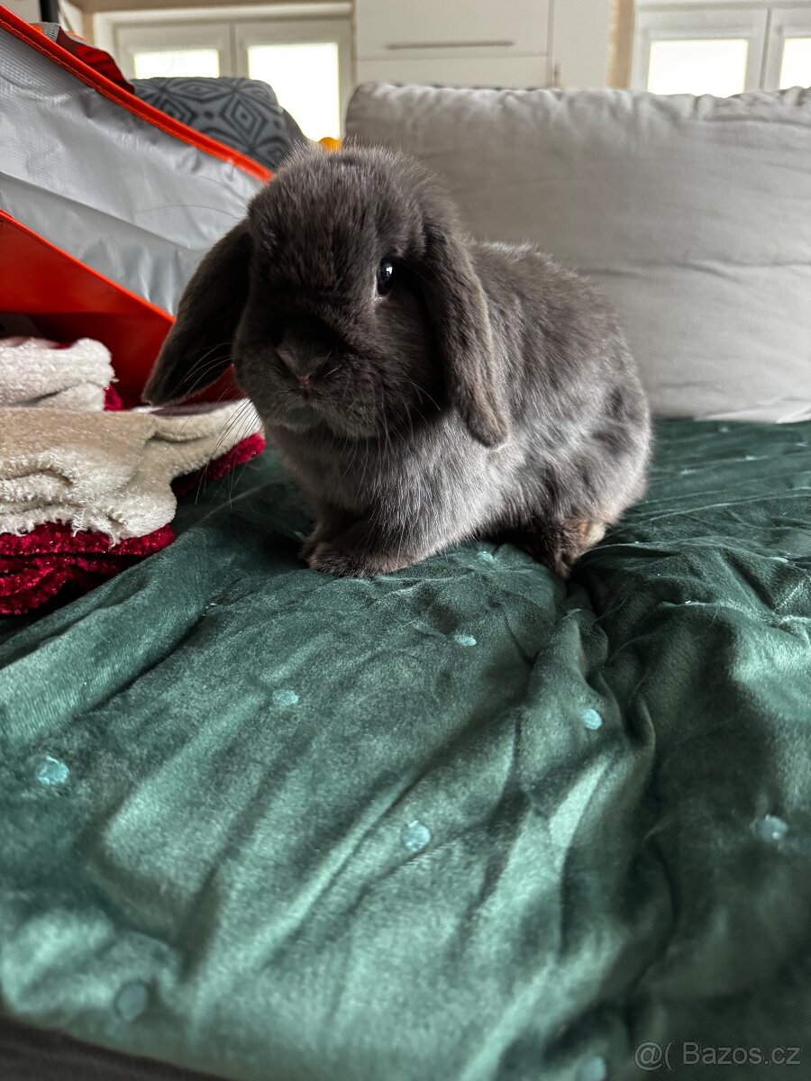 Minilop zakrslý králíček - 10