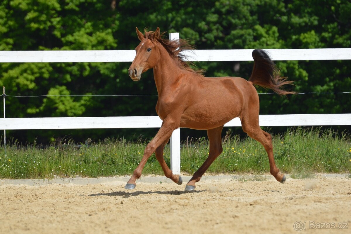 Sportovní klisna KWPN s TOP původem - 10