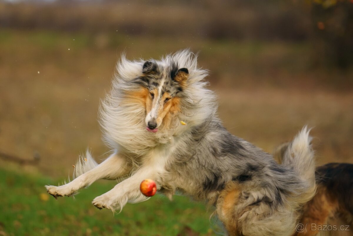 Štěně kolie hledá milující domov - 10