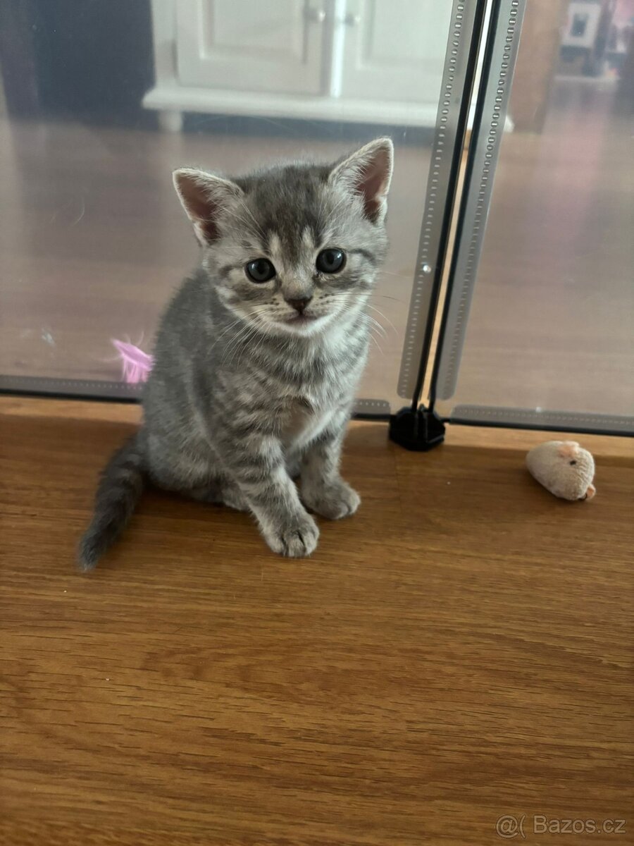 Britská koťátka - 10