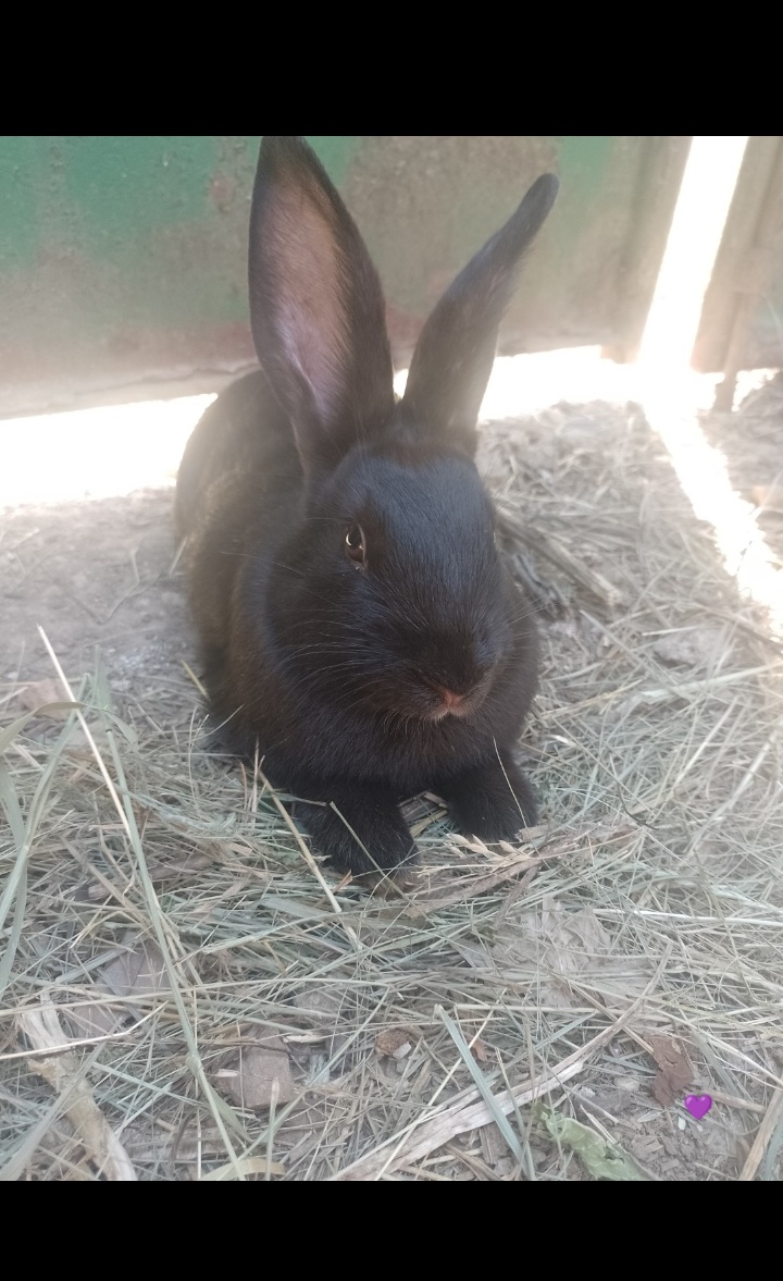 Mazlivý králíčci na prodej - 10