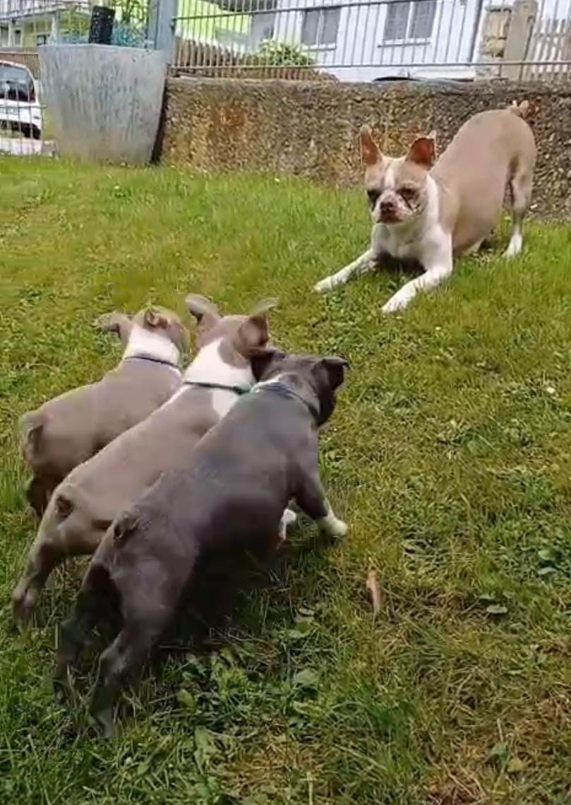 Bostonský teriér s PP - 10